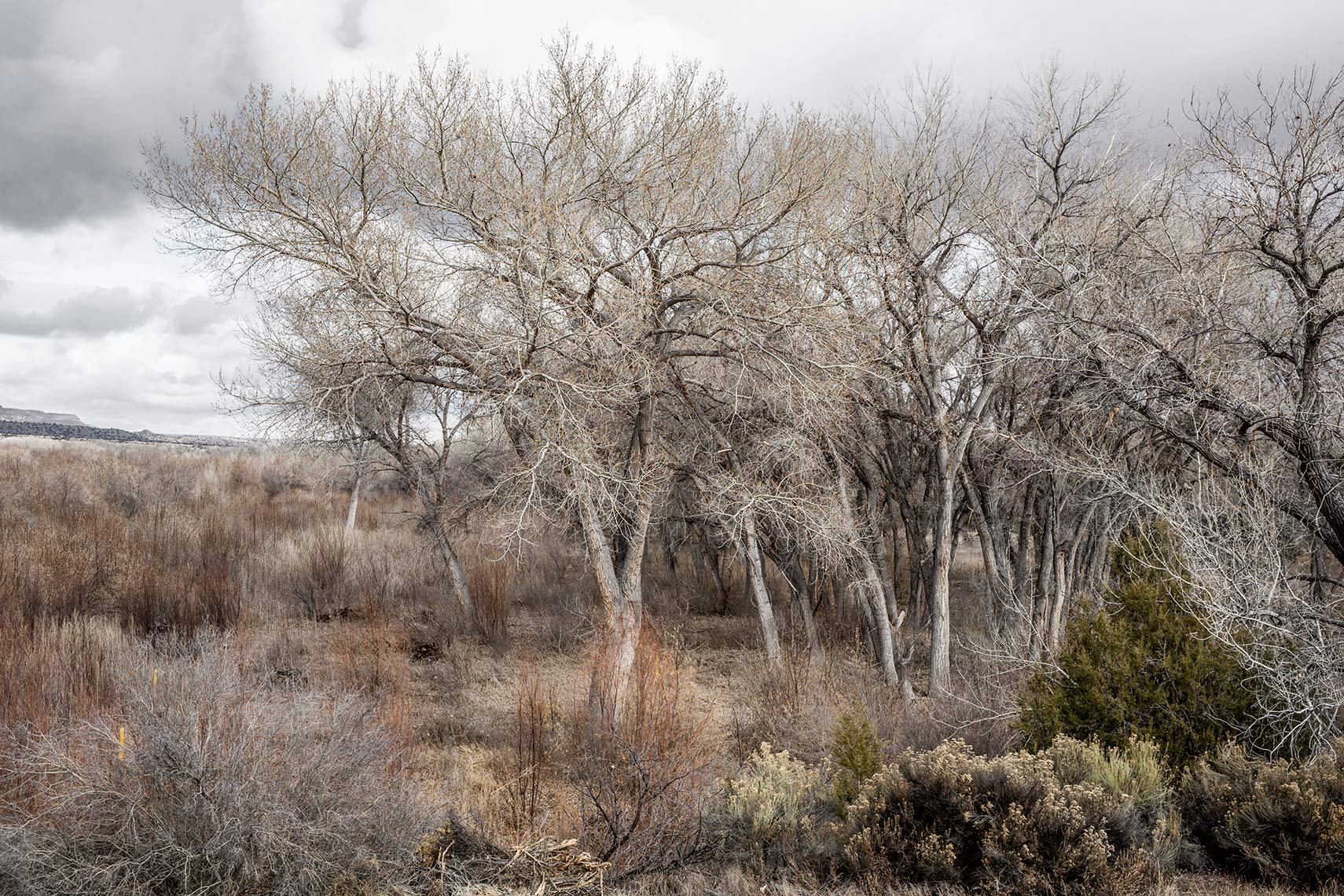 Tree Grove USA