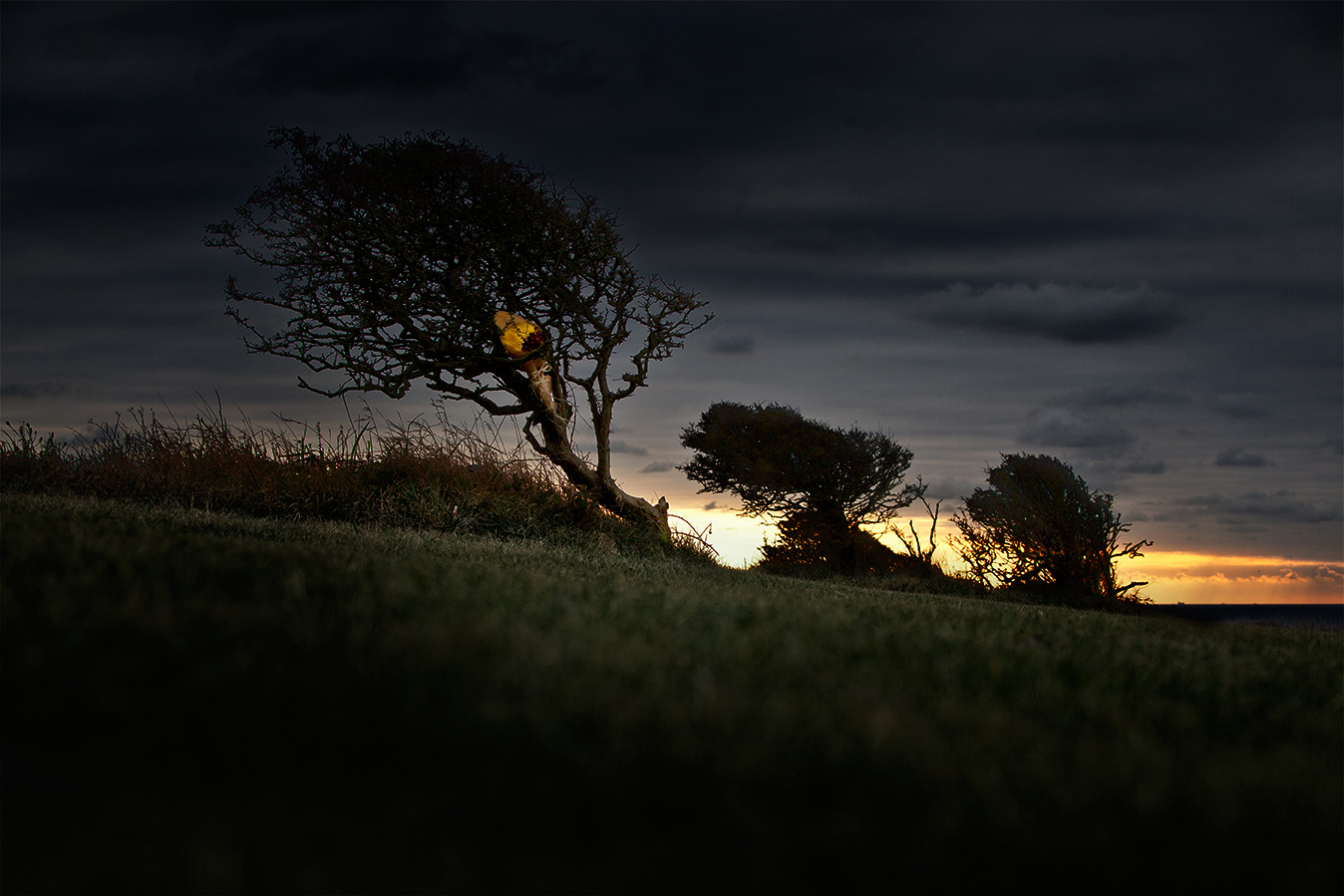 Trees Beachy head Eastbourne
